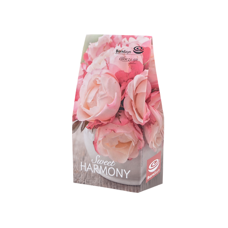 born_syn_bonboniera_striska_sweet_harmony